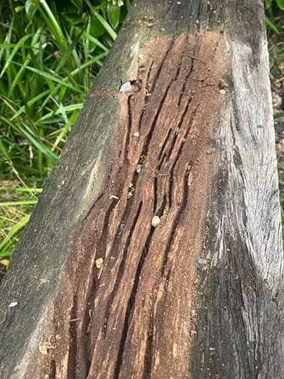 Brisbane North Pest Control: Affordable Pricing