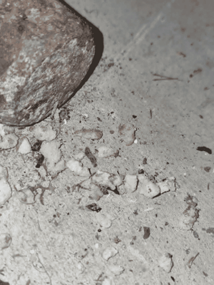 Rats in the Roof? 7 Signs Your Home May Need Rodent Treatment
