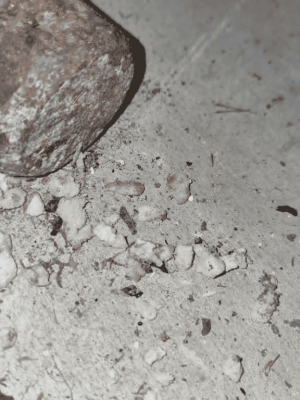 Rats in the Roof? 7 Signs Your Home May Need Rodent Treatment