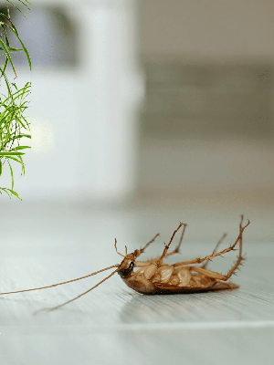 Top Autumn Pests in Moreton Bay: How to Protect Your Home