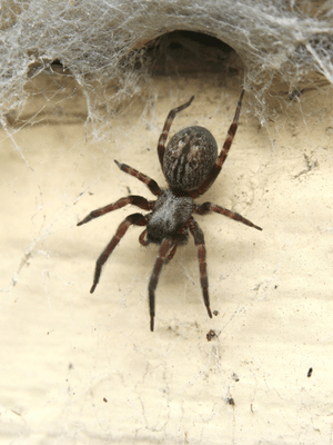 Where Do Spiders Hide Around Your Home? Common Spider Hotspots to Check