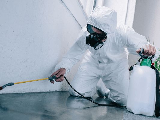 Effective Summer Pest Control Strategies for Homes in North Brisbane