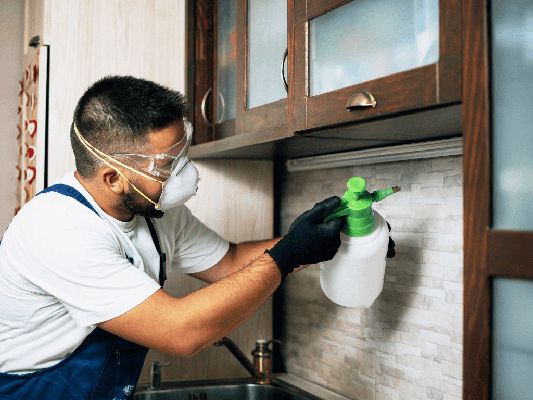New Year, New Strategies: Top Pest Control Practices for 2025