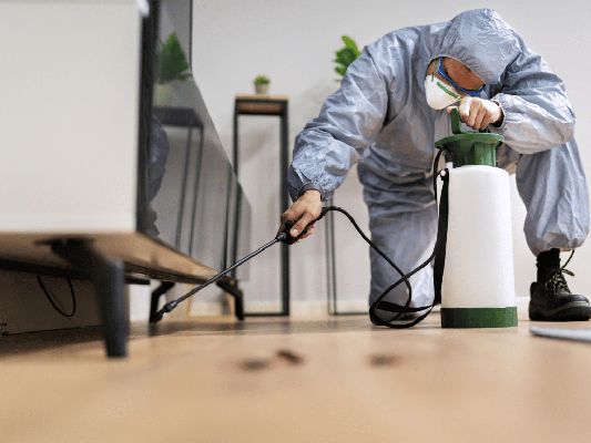 Preparing Your Home for Spring: Key Pest Control Tips