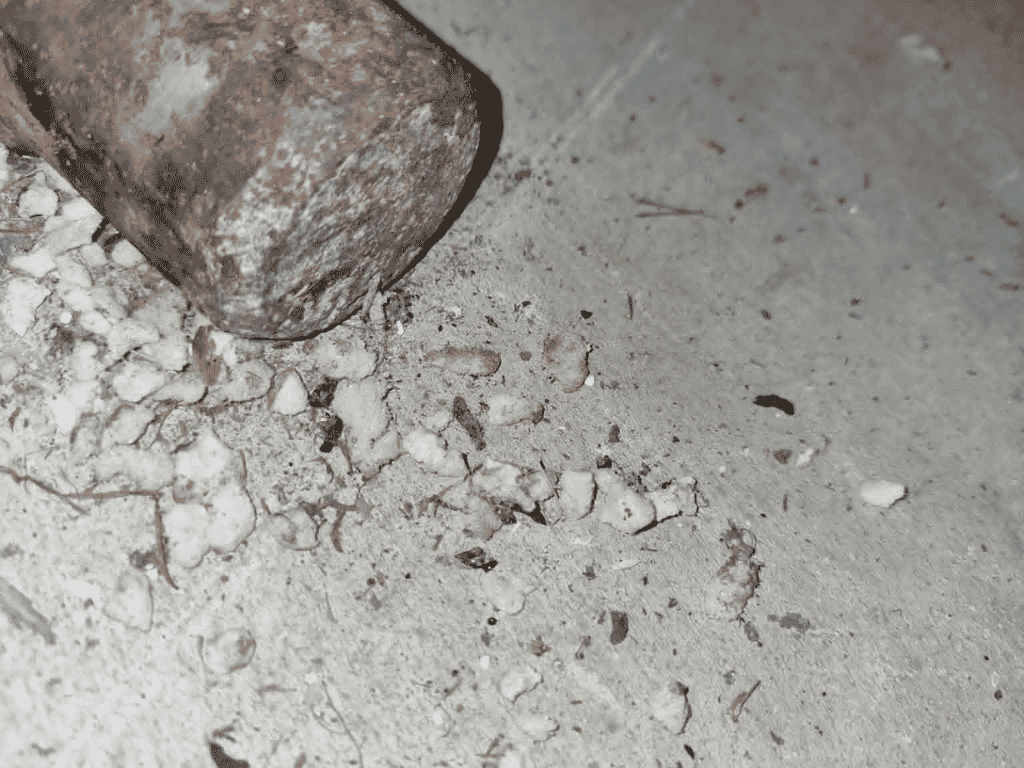 Rats in the Roof? 7 Signs Your Home May Need Rodent Treatment