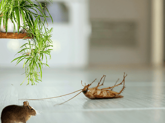 Top Autumn Pests in Moreton Bay: How to Protect Your Home